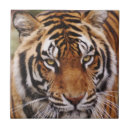 Suche nach große augen fliesen Katze