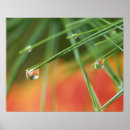 Suche nach kiefernnadeln poster Herbst
