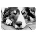 Suche nach für collies magnete Dog