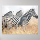 Suche nach zebras poster Gestreift