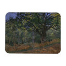 Suche nach eichen magnete Wald