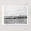 Suche nach ochsen poster Populär