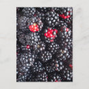 Suche nach blackberry postkarten Frisch