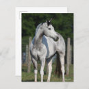 Suche nach quarter horse postkarten Bob sprache