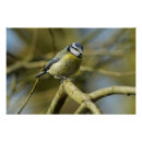 Suche nach bluetit poster Vogelvogel