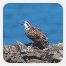 Suche nach osprey aufkleber Raubvogel
