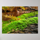 Suche nach baumrinden poster Herbst