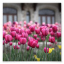 Suche nach lila tulpe poster Natur