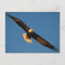 Suche nach weißkopfseeadler postkarten Flug