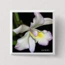 Suche nach orchidee buttons Fotografie