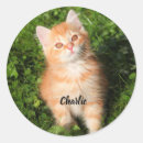 Suche nach tabby cat aufkleber Haustier