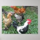 Suche nach bantam poster Hühner