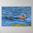 Suche nach entlein poster Enten