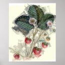 Suche nach vintage erdbeeren poster Gartenarbeit