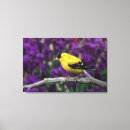 Suche nach singvögel leinwandbilder Tierwelt