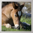 Suche nach pony poster Wild