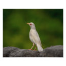 Suche nach seltene vögel poster Vogel