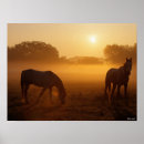 Suche nach araber poster Rasse