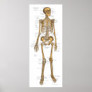 Suche nach skelettartig poster Anatomie