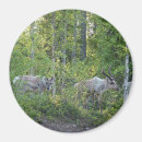 Suche nach lappland magnete Natur