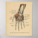 Suche nach handgelenk poster Anatomie