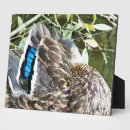 Suche nach feder fotoplatten Tiere