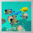Suche nach tropische fische poster Korallenriff