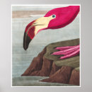 Suche nach amerikanischer flamingo poster Flamingos