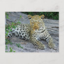 Suche nach schöne katzen postkarten Leopard