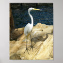 Suche nach vögel poster Reiher