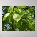 Suche nach grüner baum poster Blätter