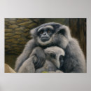 Suche nach gibbone poster Gibbons