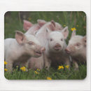Suche nach schwein mousepads Ferkel