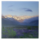 Suche nach neuseeland fliesen Blume