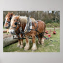 Suche nach shire horse poster Pferd