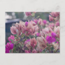 Suche nach bougainvillea postkarten Blumen