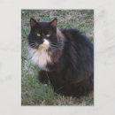 Suche nach furry postkarten Katze