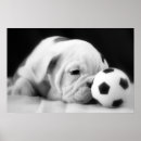 Suche nach nose art poster Puppy