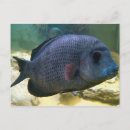 Suche nach geschlossen postkarten Tier