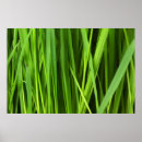 Suche nach gras pflanze poster Grün