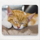 Suche nach pet mousepads Kitten