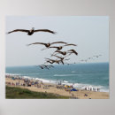 Suche nach pelikan poster Wasser