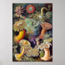 Suche nach actiniae poster Seeanemone