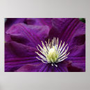 Suche nach clematis poster Fotografie