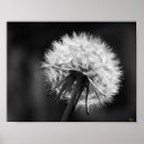 Suche nach dandelions poster Fotografie