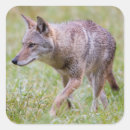 Suche nach werden kojote aufkleber Nationalpark