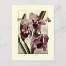 Suche nach cattleya postkarten Blume