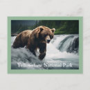 Suche nach grizzly postkarten Gelbstein