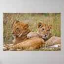 Suche nach african animals poster Cubs