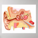Suche nach menschliche anatomie poster Diagramm
